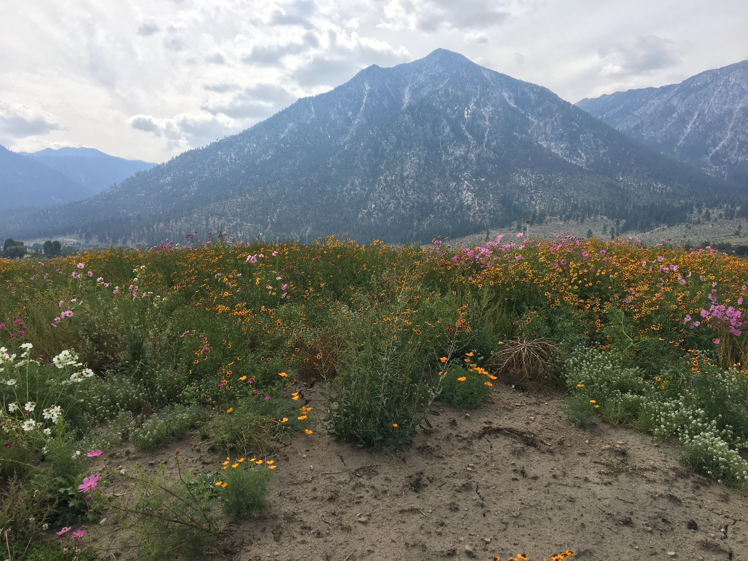 A rugged mountain landscape with foreground of resilient wild yellow and pink flowers, representing the environmental inspiration for The Earth collection by Samson California.