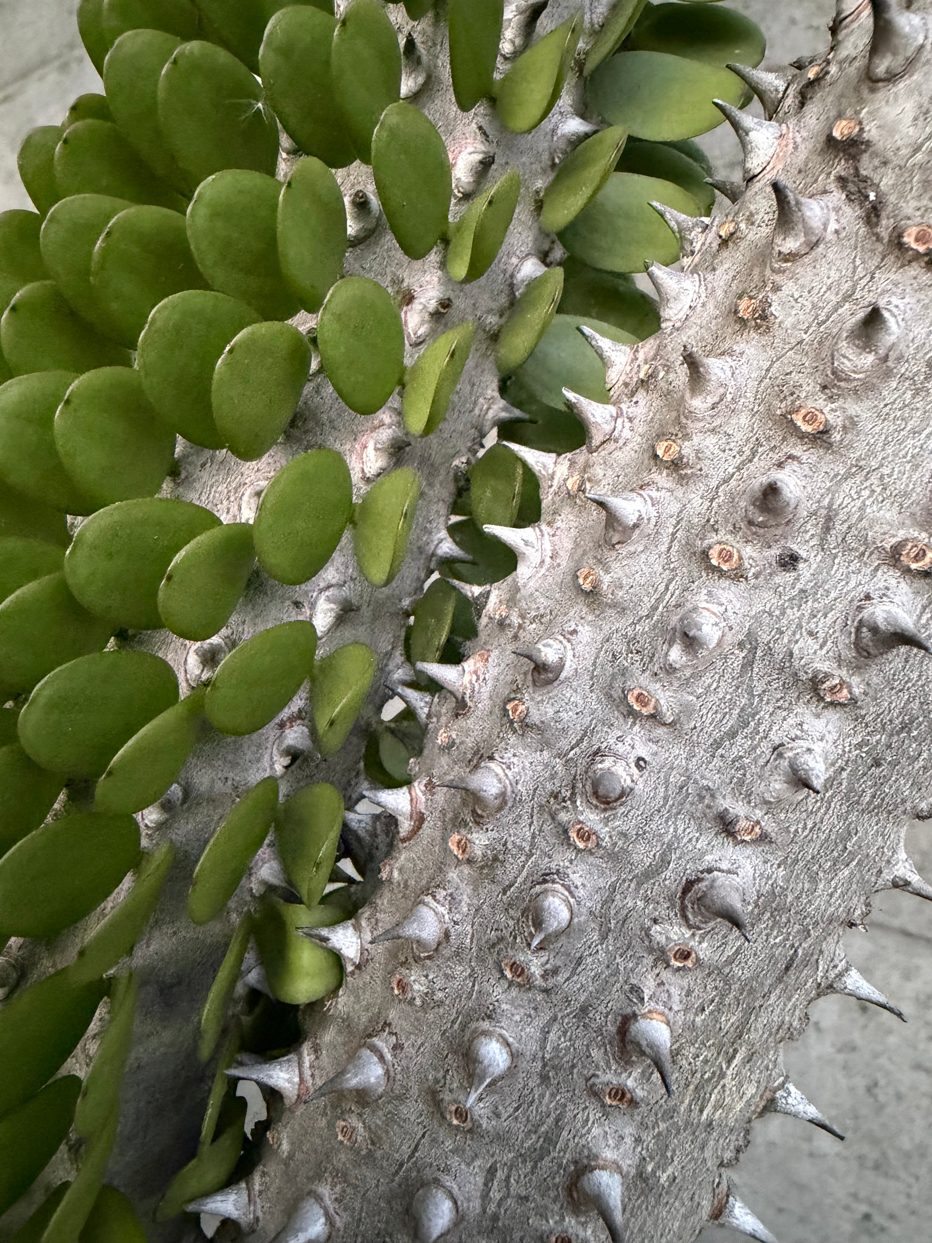 Close-up environmental photography showing sharp thorns contrasting with smooth green succulent leaves, representing post-shave skin irritation and soothing hydration