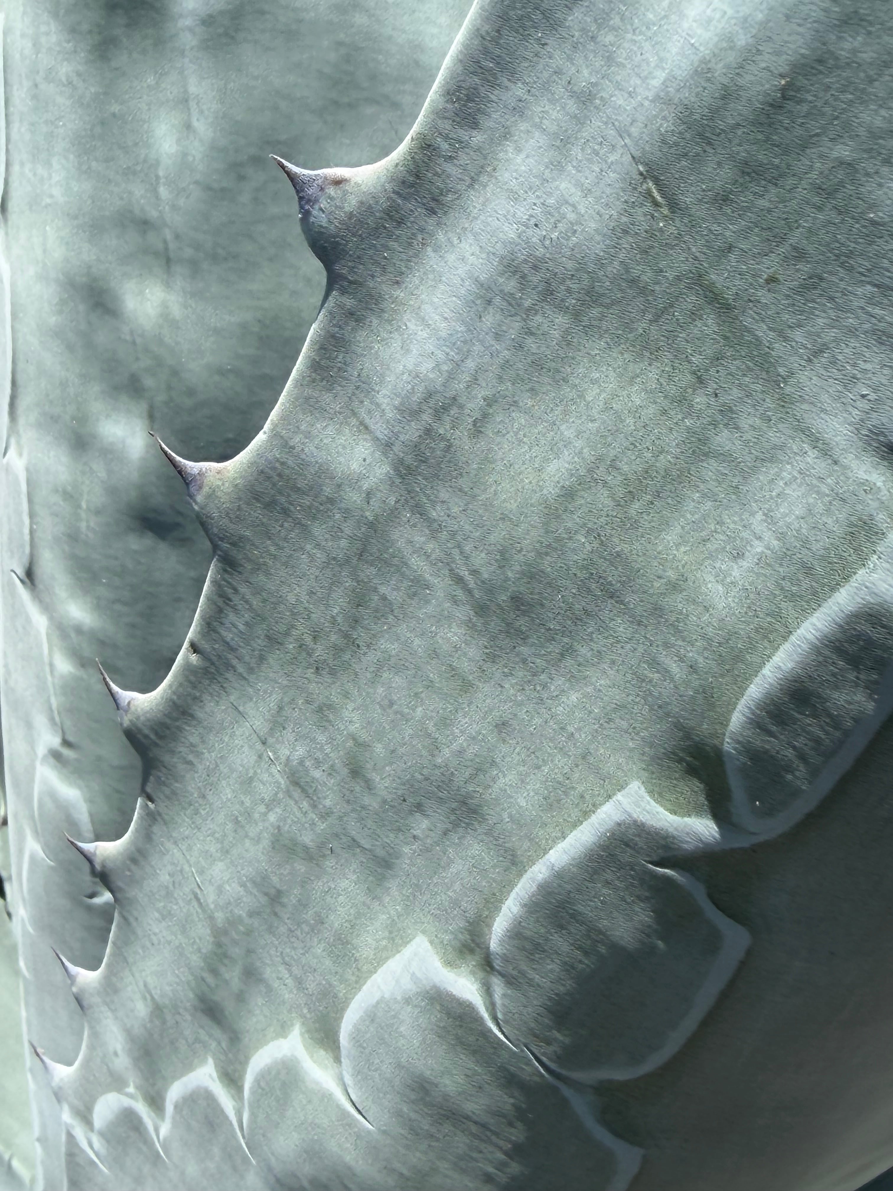 A close-up macro photograph of sharp spines on a thick blue-grey agave plant leaf in natural california sunlight