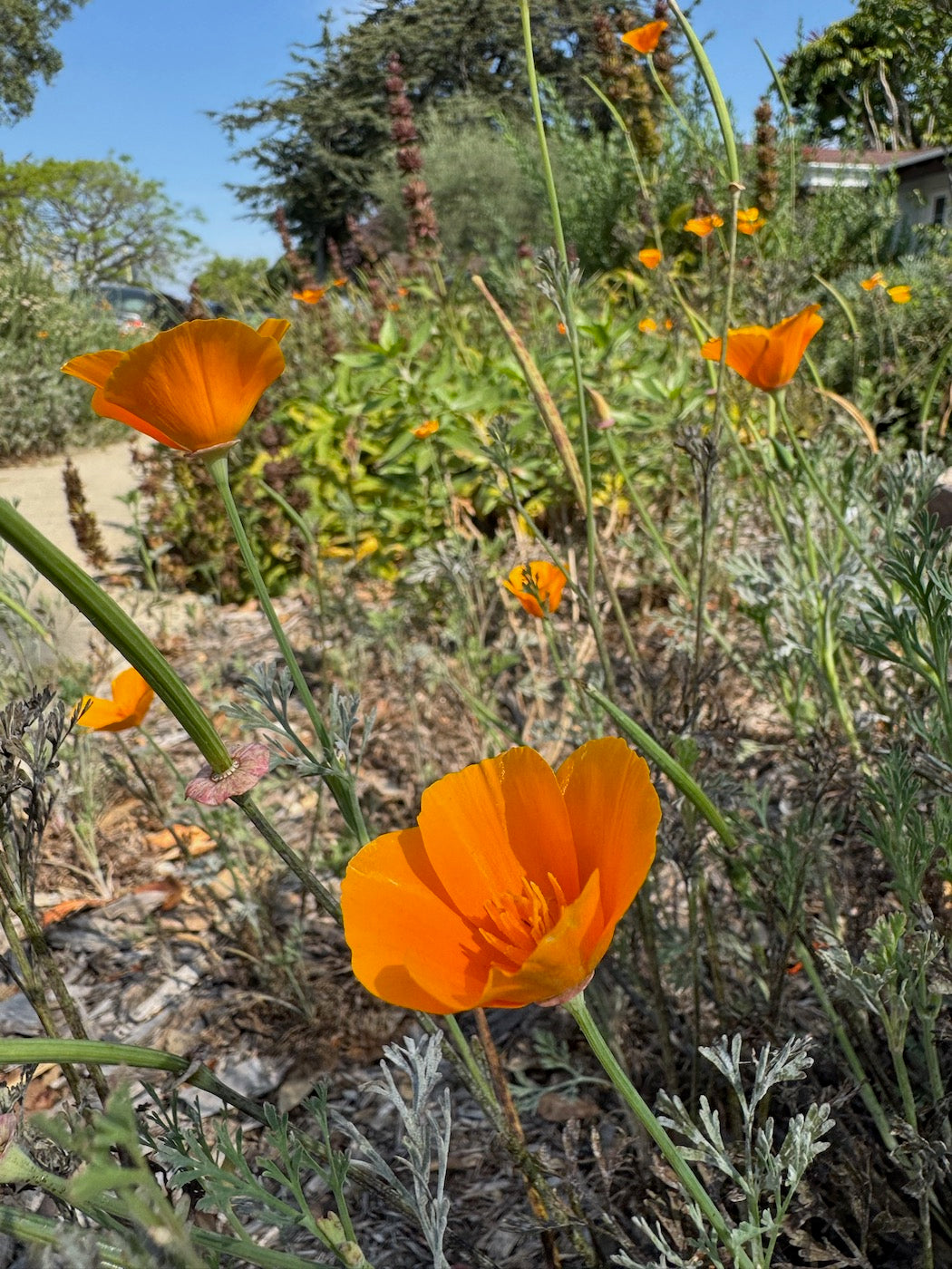 Sun-drenched California native wildflowers blooming in Mar Vista, Los Angeles, representing the local botanical inspiration behind Samson California; original proprietary photography from the Samson California Field Study Archive.
