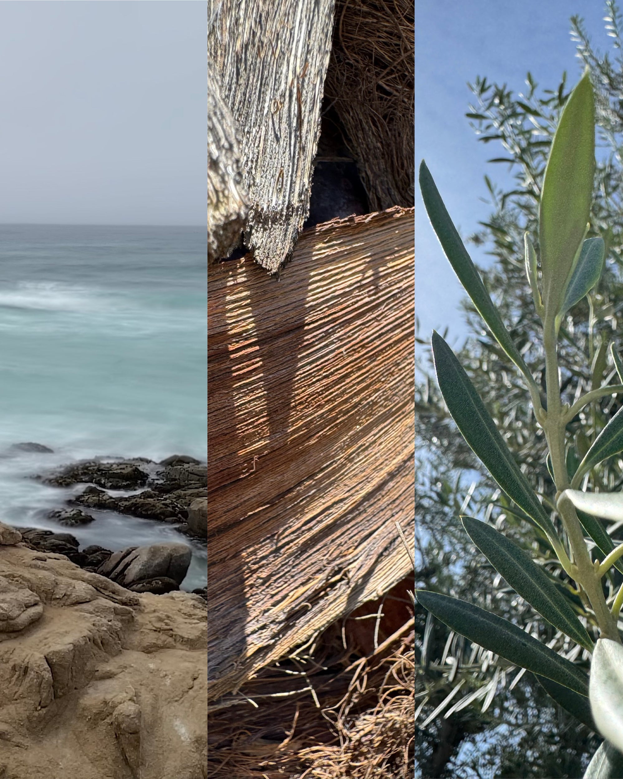 The Samson System product visual: A flush triptych featuring the three core bioactive textures: misty coastal water, textured palm bark, and green olive leaves.