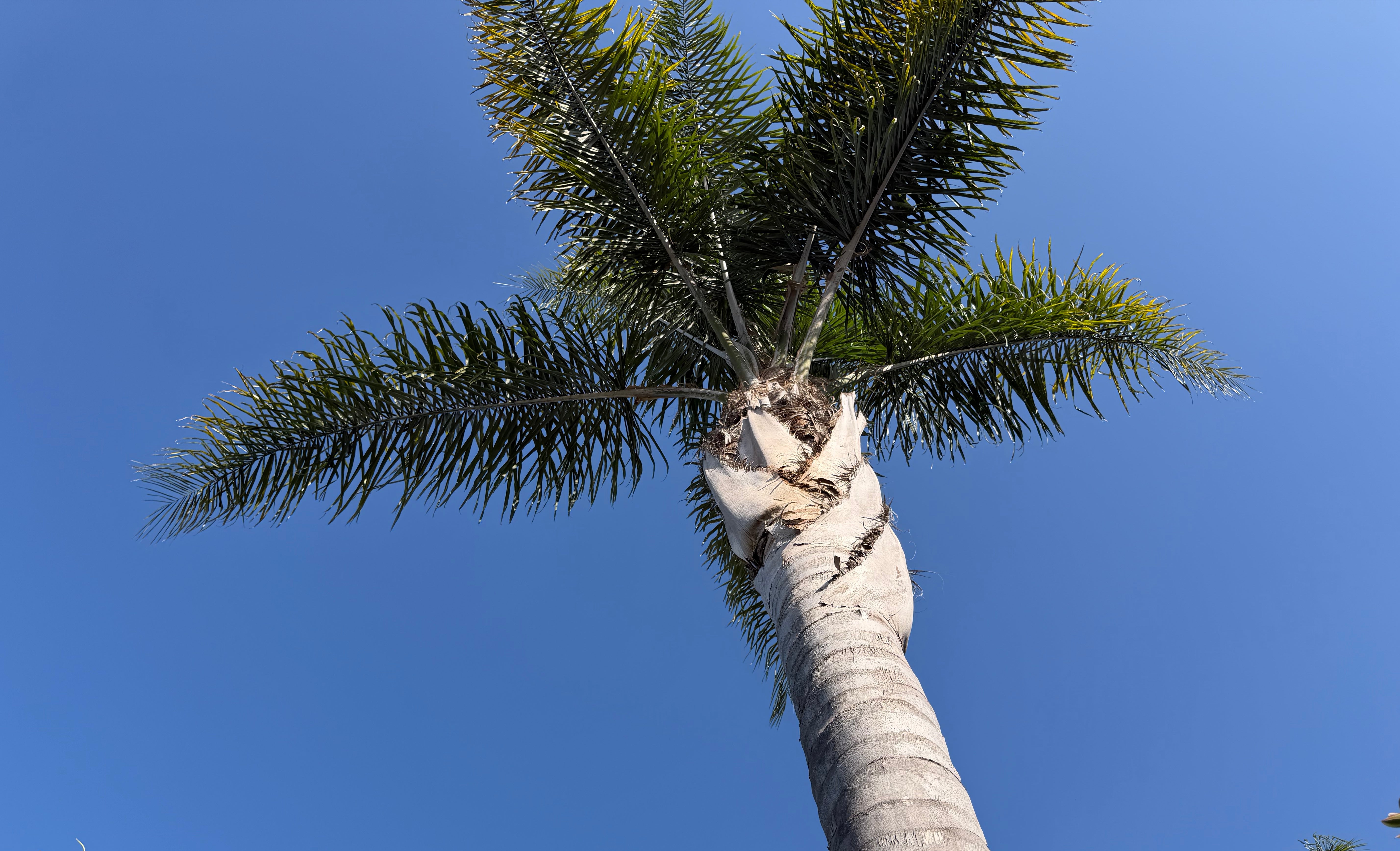 Looking up at a Mar Vista coastal neighborhood palm tree, representing the elevated perspective and field-testing insights of the samson syndicate cohort