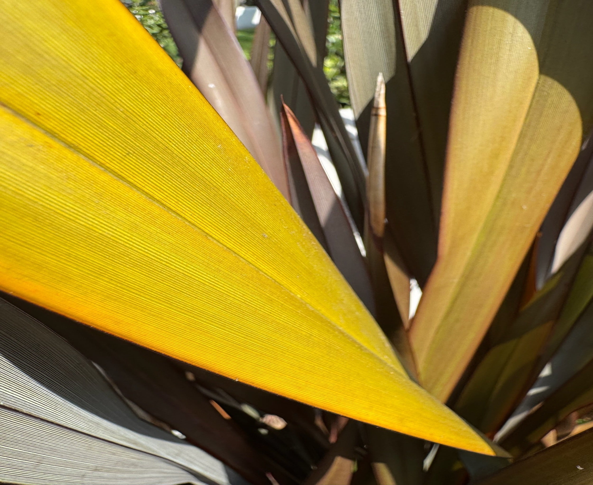 Macro botanical photography representing the precision of fruit-derived enzymes used in Samson California’s bioactive formulations.