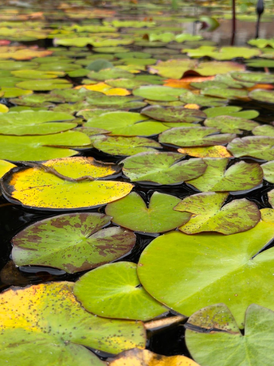 Lily pads floating undisturbed on still water by Samson California