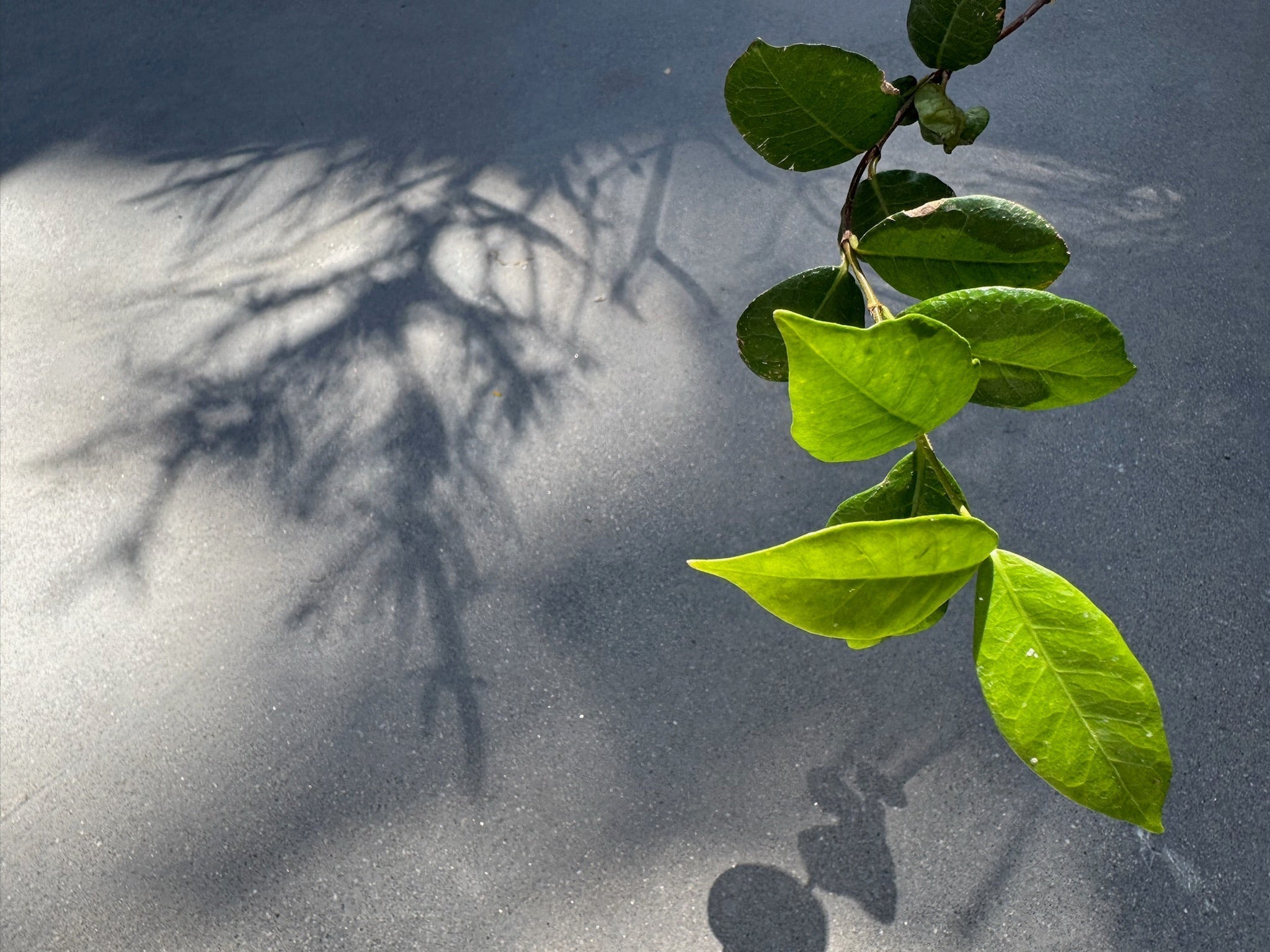 A high-definition textural study representing the intersection of nature and technical refinement in Samson California’s bioactive formulations.