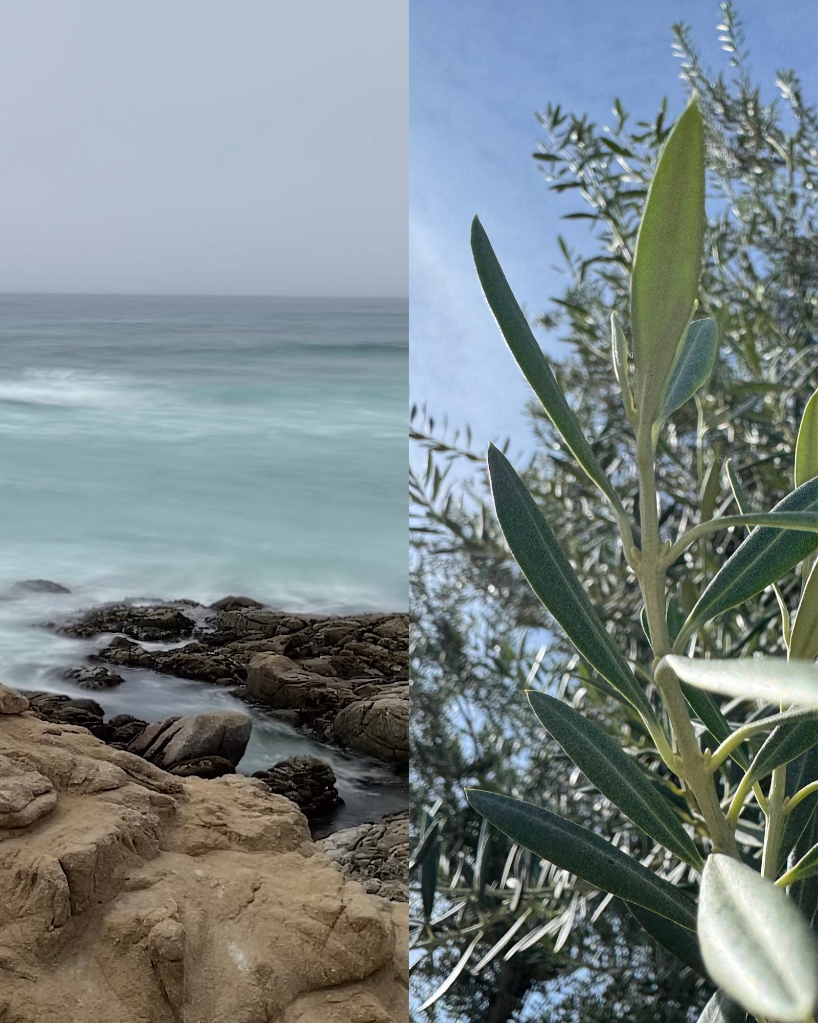 The Dual-Phase Bioactive Protocol by Samson California: A high-performance skincare face mist system featuring the marine bioactives of The Sea and the botanical enzymatic refinement of The Garden for active luxury skin recovery.